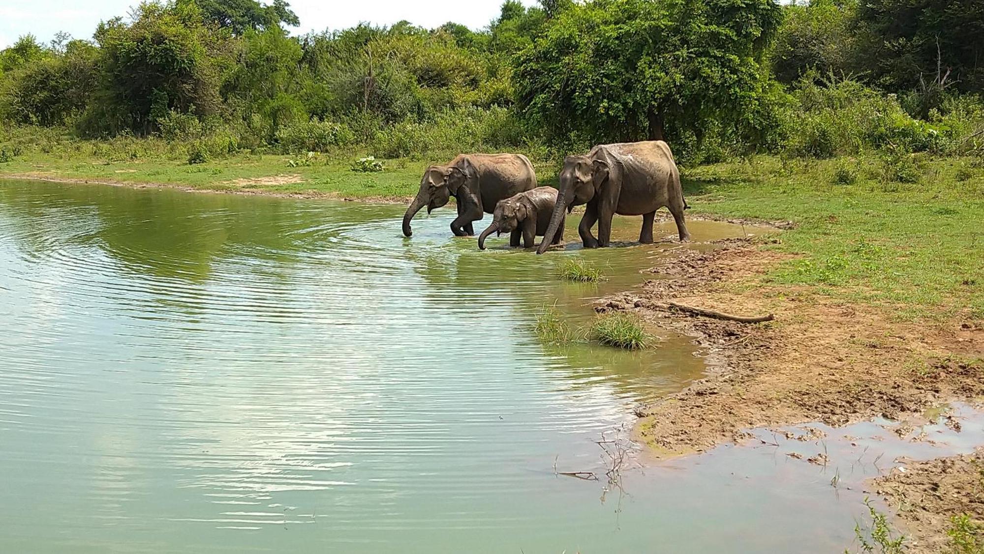 Udawalawa Safari Resort Udawalawe Esterno foto
