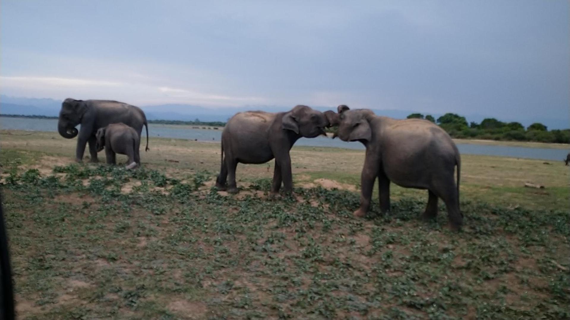 Udawalawa Safari Resort Udawalawe Esterno foto