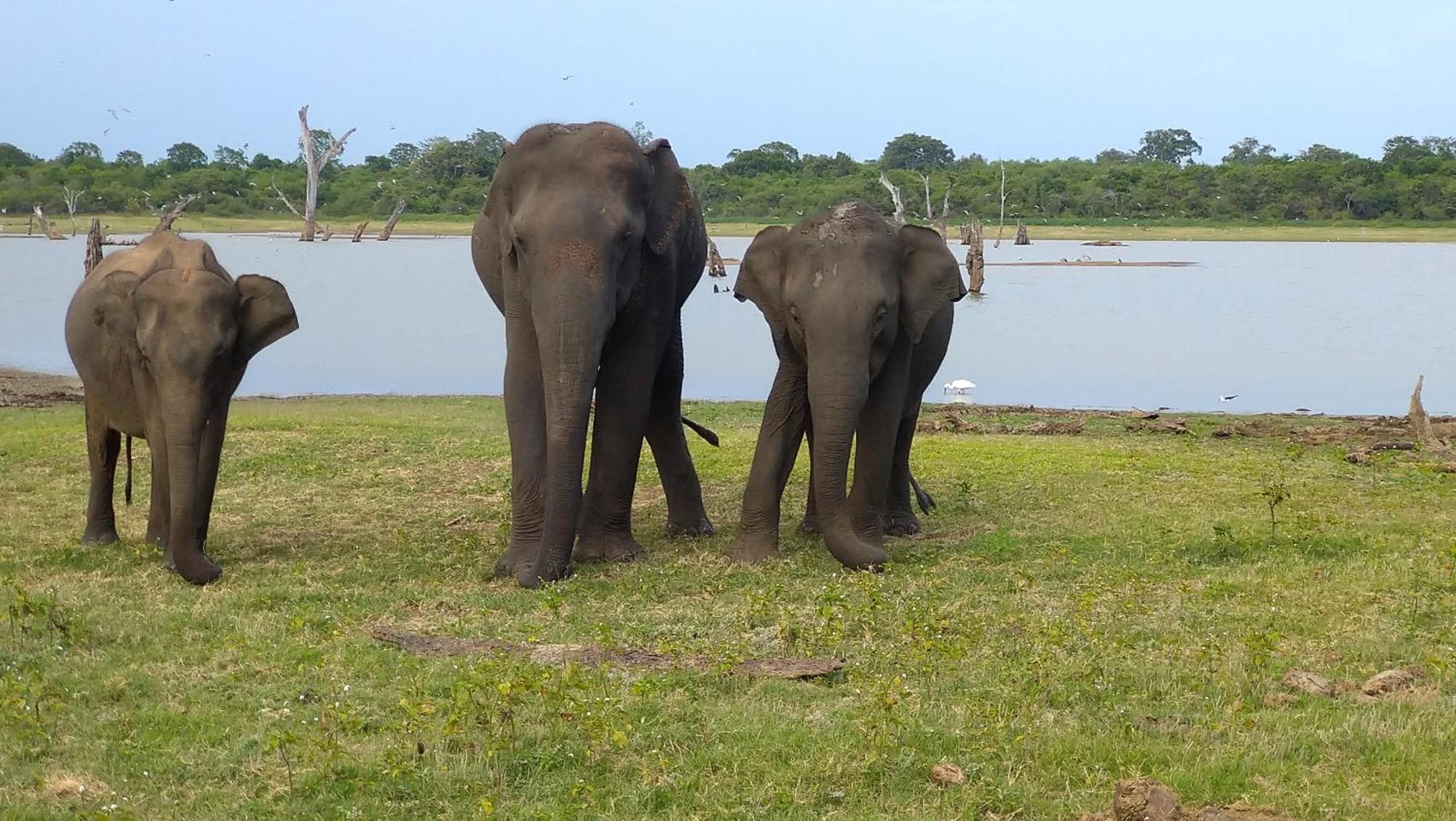 Udawalawa Safari Resort Udawalawe Esterno foto