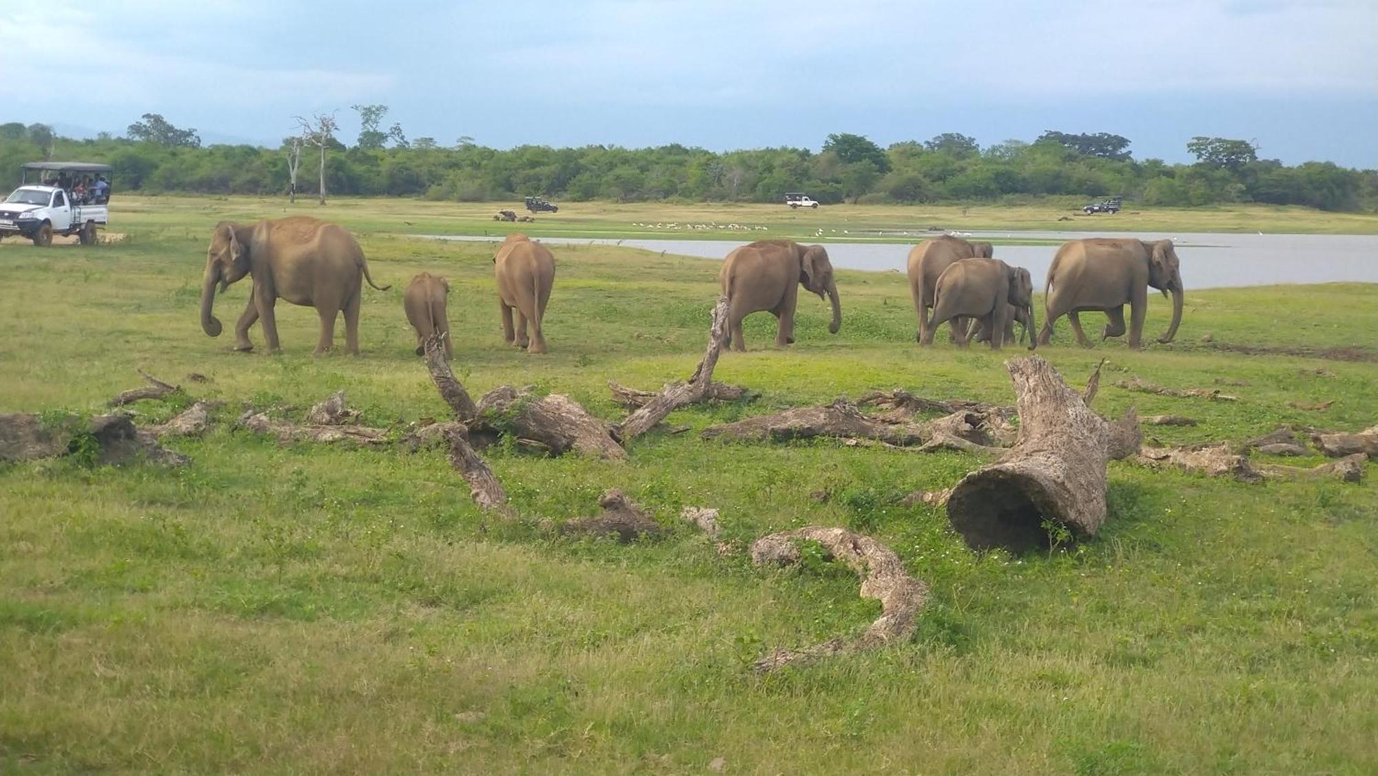 Udawalawa Safari Resort Udawalawe Esterno foto