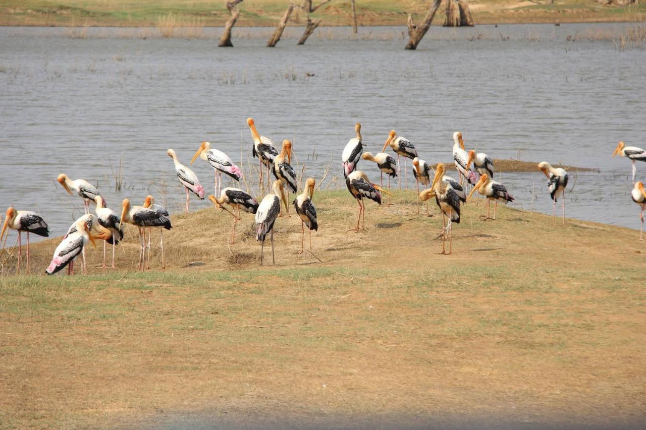 Udawalawa Safari Resort Udawalawe Esterno foto